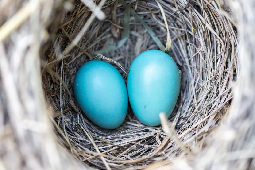 pic of nest with blue eggs