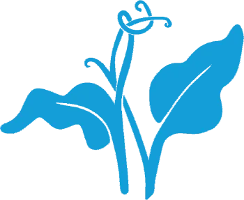 Light Blue Union Plants